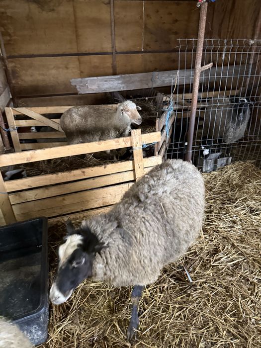 Oi Romanov de vanzare