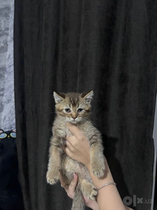 продам котят британский шиншила