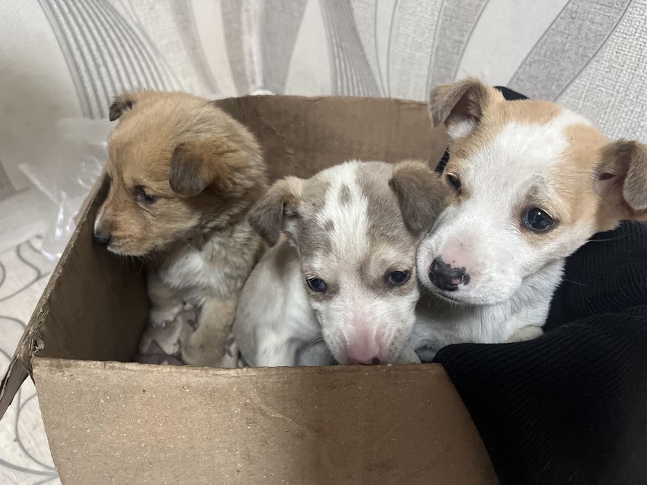 ЩЕНКИИИ!!! Нашли на улице