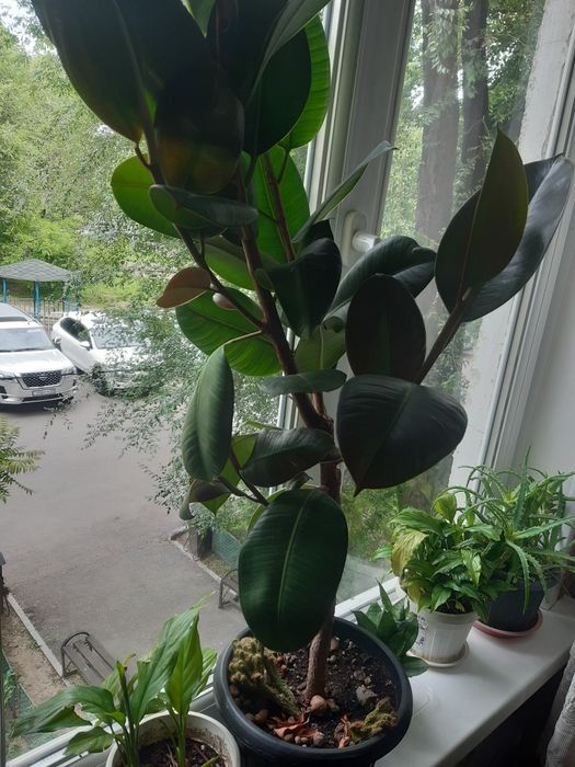Продам фикус большой