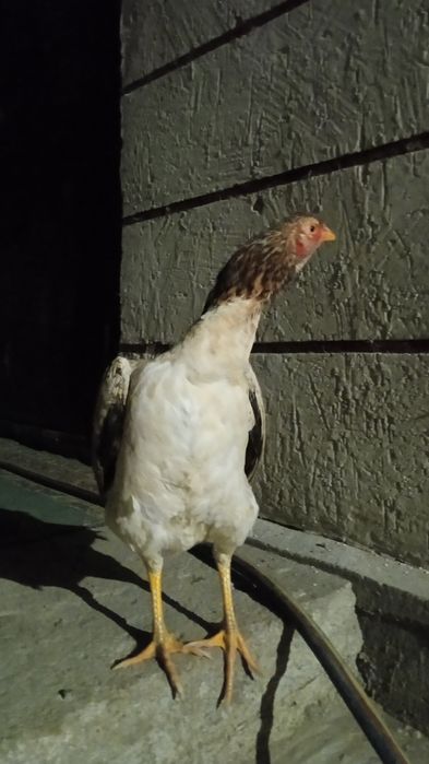 Осы мекендер сатылады