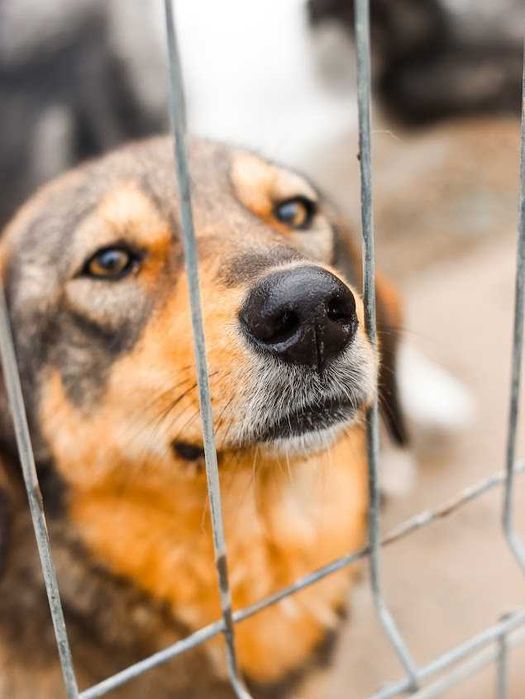 Daisy – cățelușă adorabilă de 4 ani își caută familie