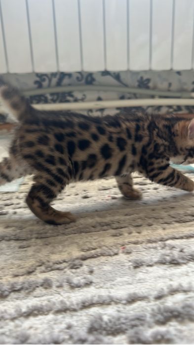 Продам бенгальских котят