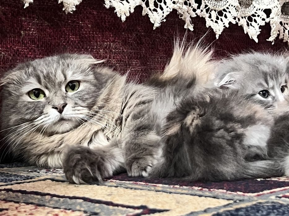 Шотландские вислоухие котята
