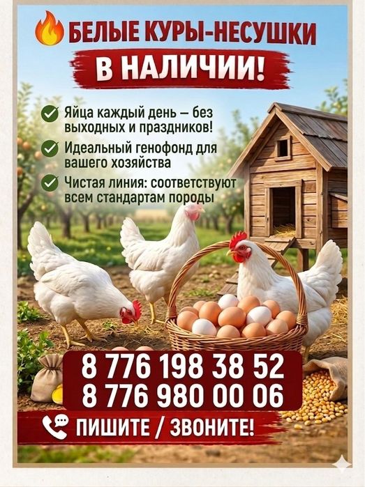 Продажа курей,уток и бройлеров