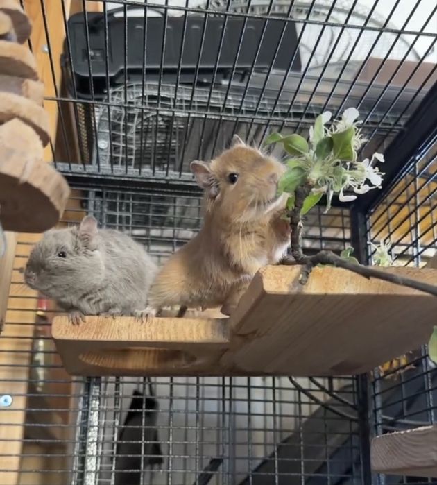 Veverite Degu pentru adoptie