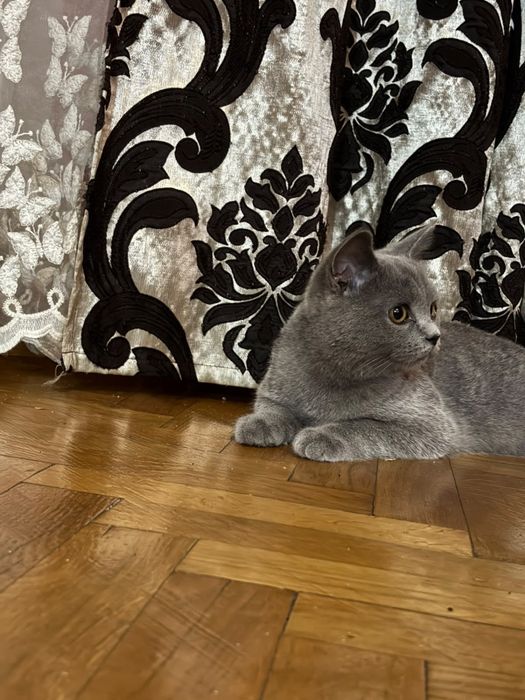 Pisici British