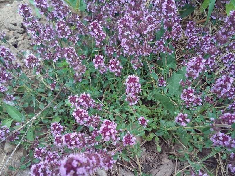 Продам чабрец горный для посадки в грунт