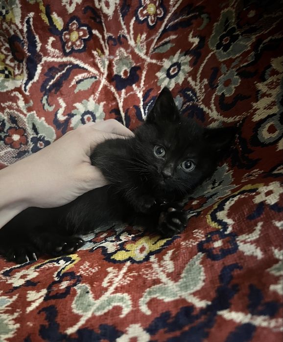 Отдам котёнка в хорошие руки!