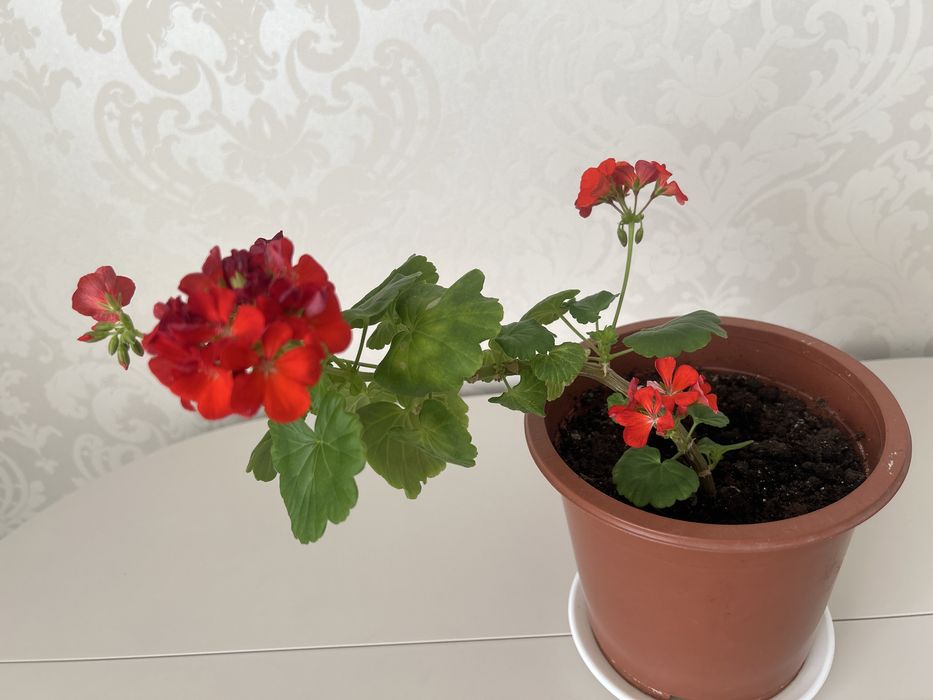 Продам комнатное растение Герань