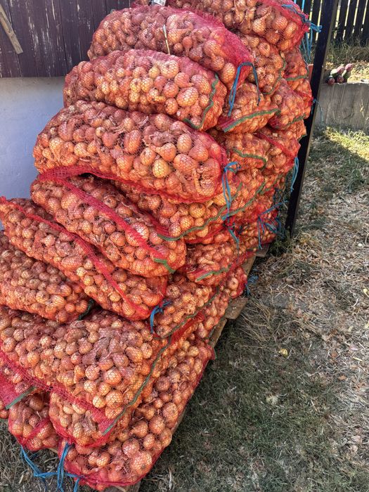 Vand ceapa galbena , productie proprie!!