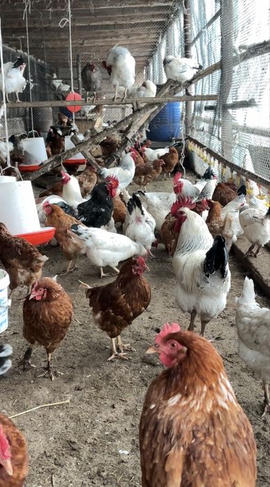 Тауықтар сатылады