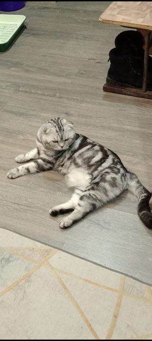 Продам отличных шотландских котят.