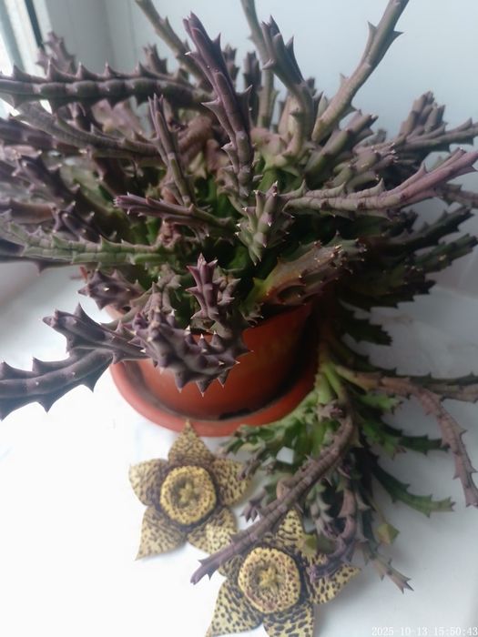 Стапелия пёстрая