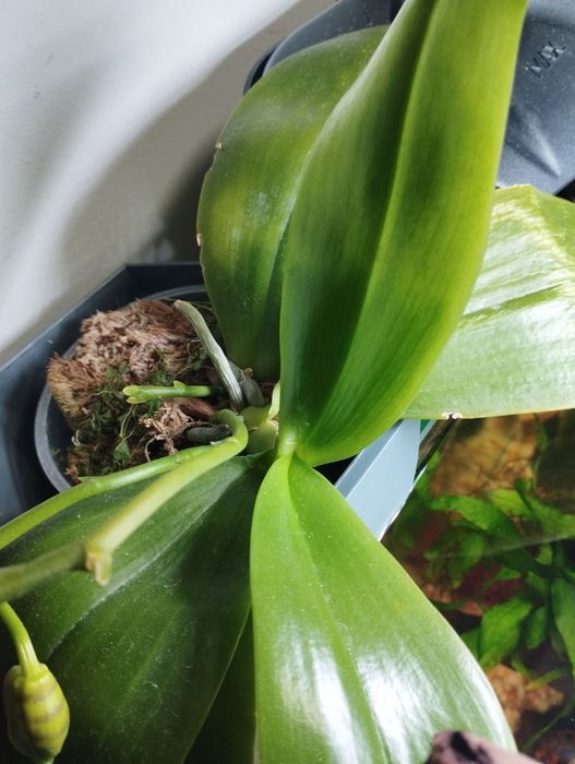 Орхидея фаленопсис сортовая