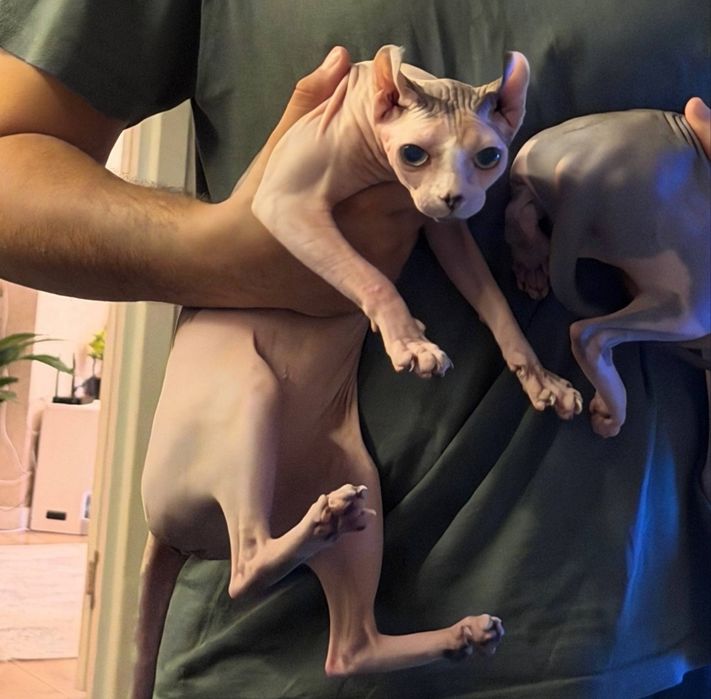 Сфинкс канадский девочка эльфик