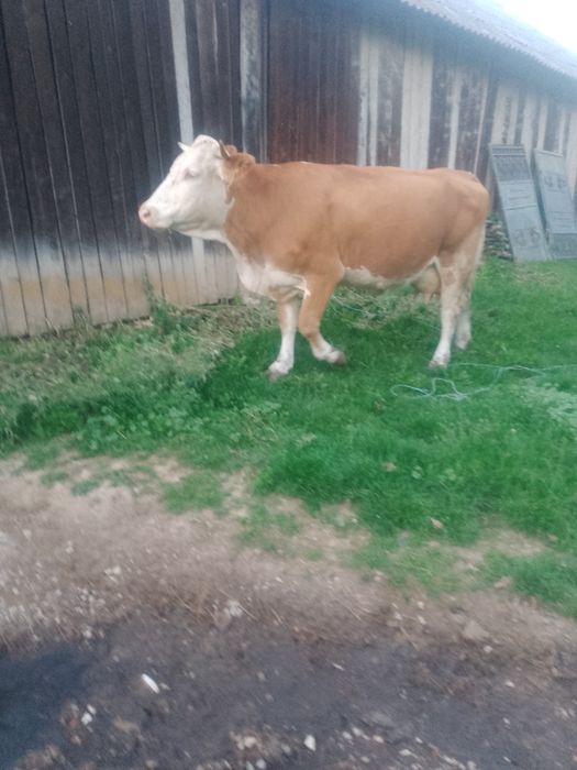De vânzareeeeeee