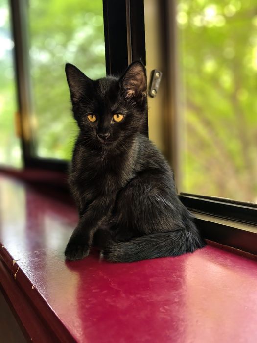 Котята породистые! Пристраиваются котята помесь русской голубой
