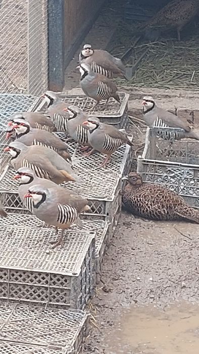 Кеклик горная куропатка