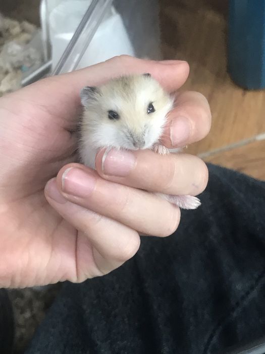 Хомяки ручные едят все