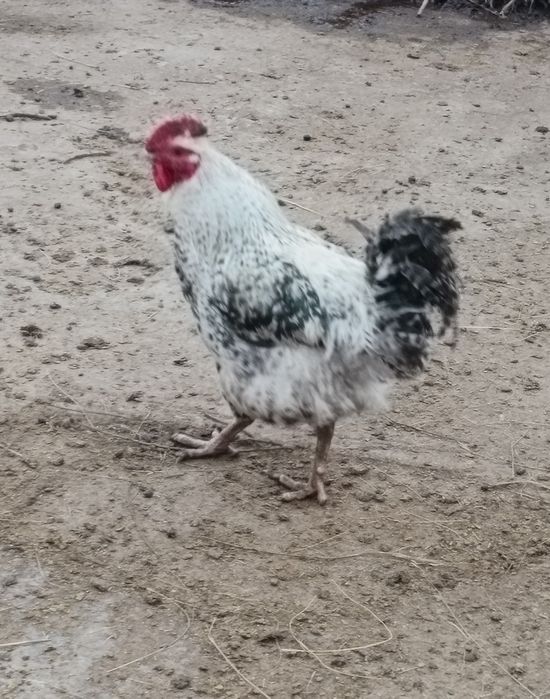 Продам петуха Брама