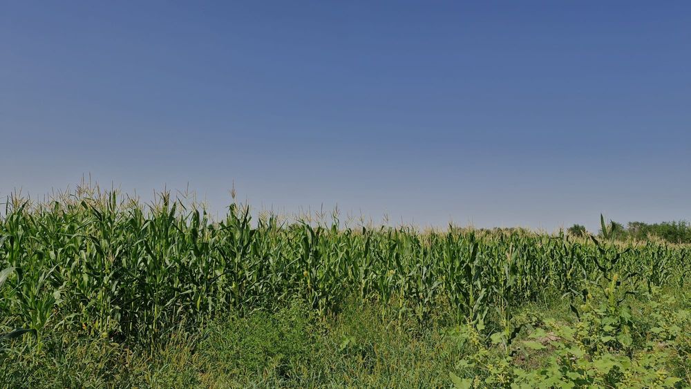 Кукуруза (силос с поля)