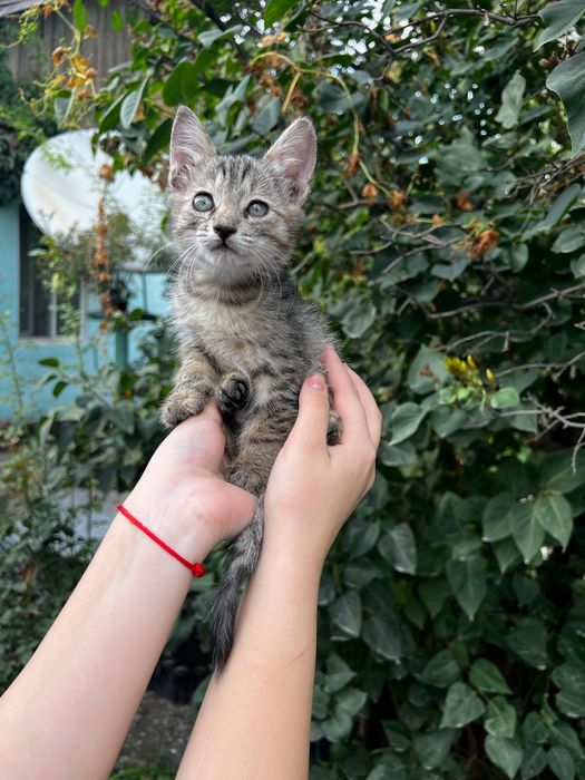 Отдам котят в добрые руки!