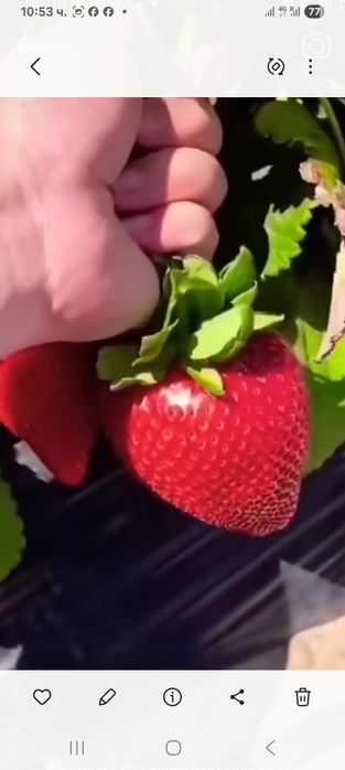 Продавам ягоди и малини расат