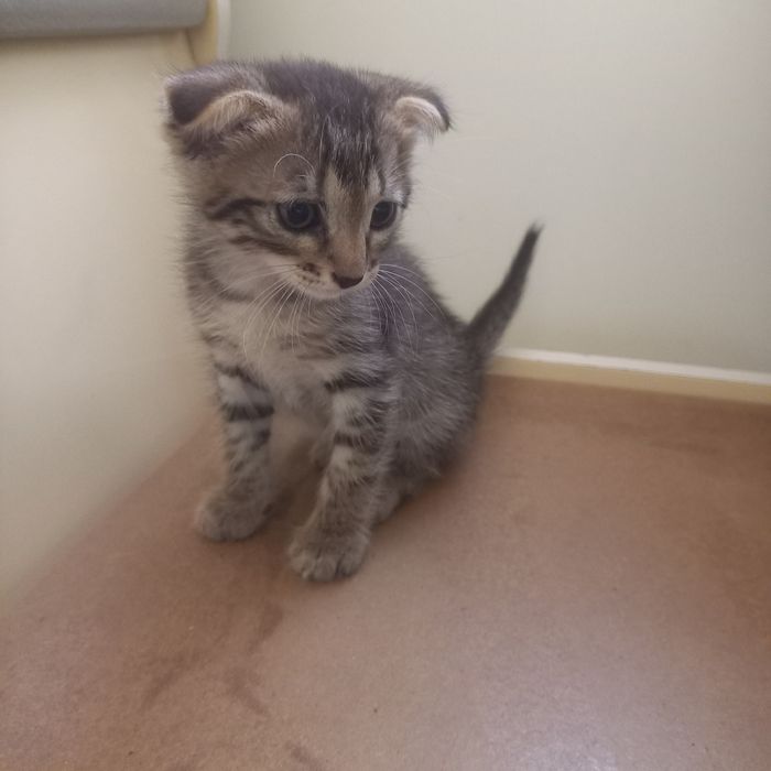 Вислоухие котята 1,5 мес мальчик и девочка