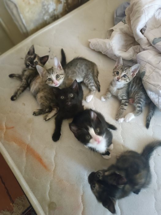 Котята в добрые руки