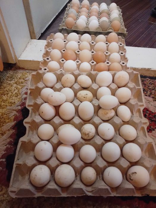 Пъдпъдъци , пилета ,яйца от декоративни кокошки.