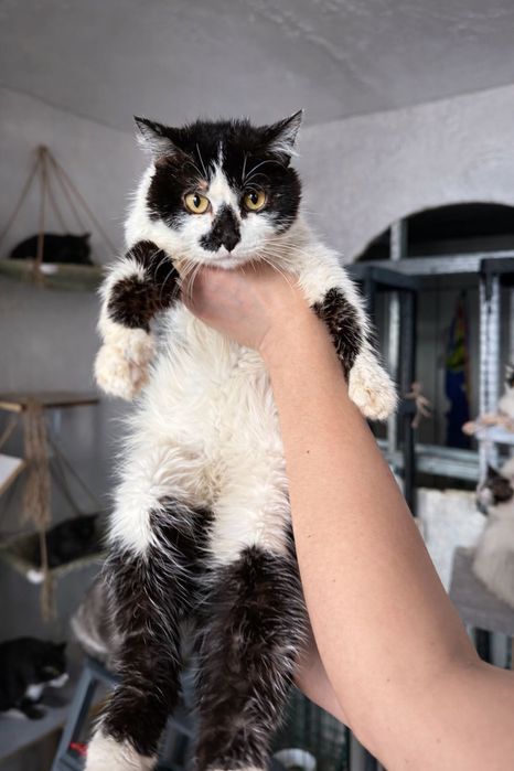 Отдам кота в добрые руки