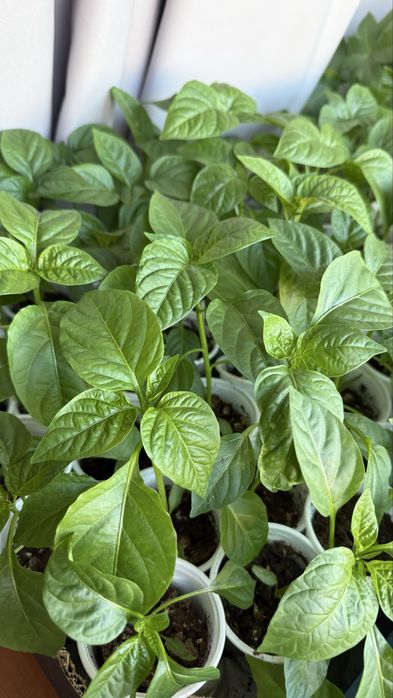 Рассада сладкого перца