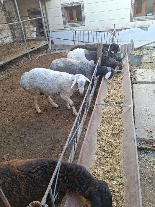 Кучкор барала сотилади  бокилган