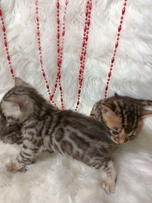 Продам бенгальских котят мальчик и девочки