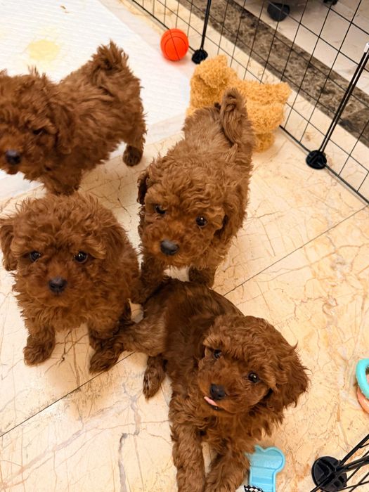 Fetite Pudel/Poodle toy mini cu pedigree