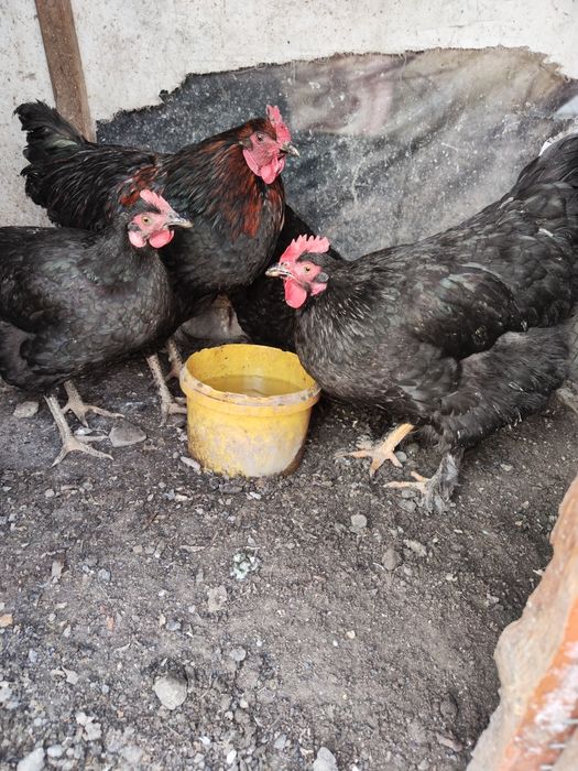 Куры Петух 1+3 Черный