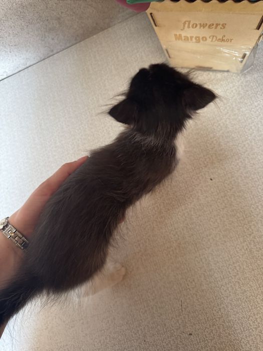 Отдам котенка бесплатно