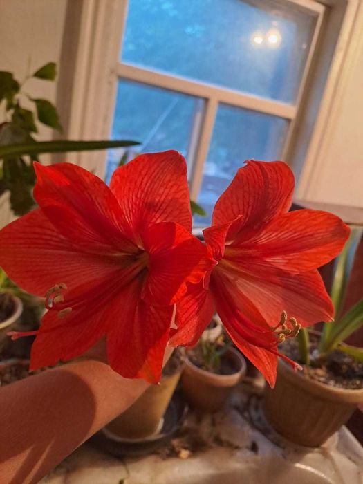 Продам цветок Акмарелиус