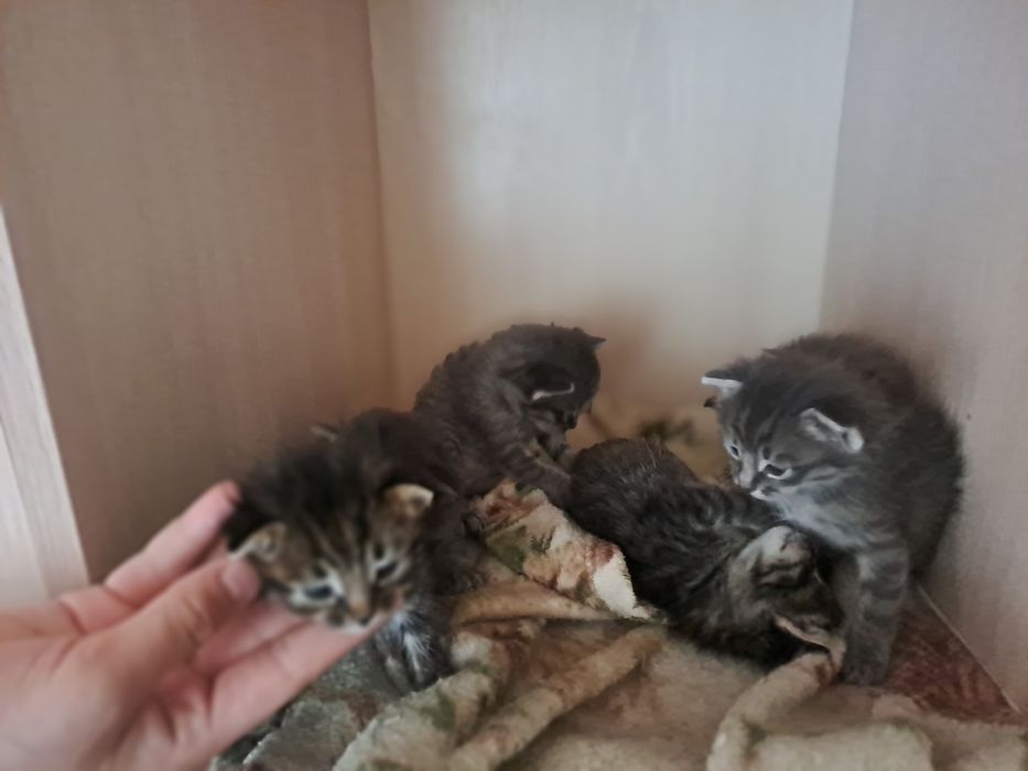 Котята маленькие