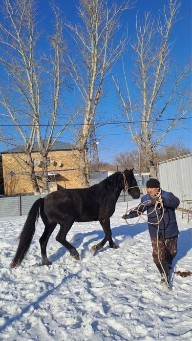 Продается жеребец