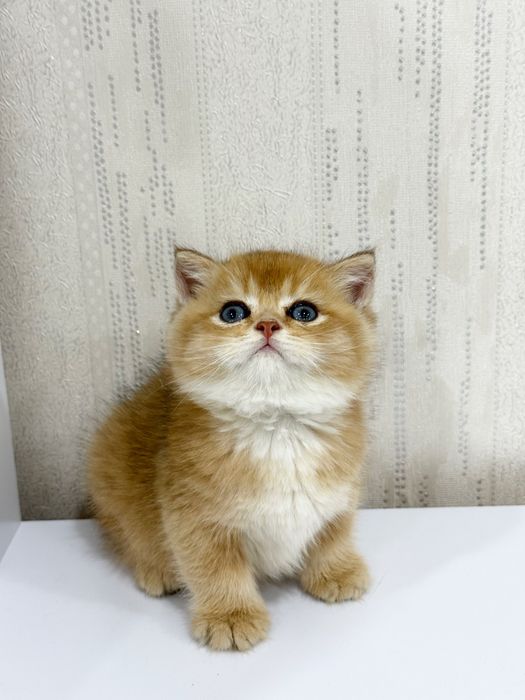 Шотландская золотая шиншилла