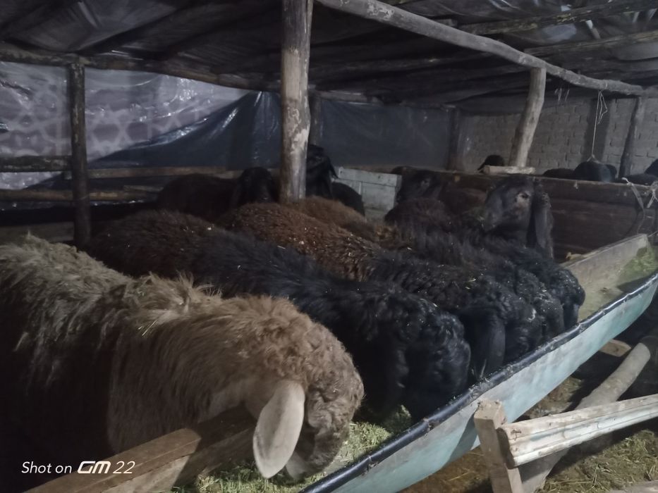 qoy Qoʻzi qoʻchqorlar sotiladi