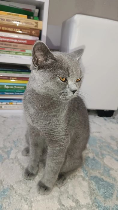 Scottish straight 6 oylik