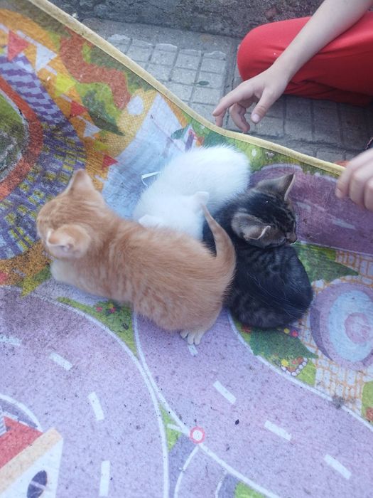 Малки Котенца безплатни