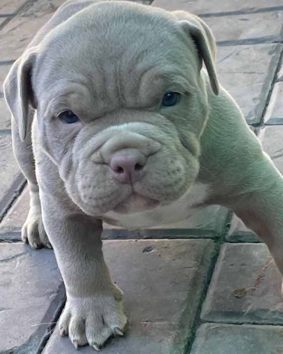 Американский булли