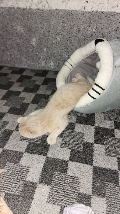 Кошка мушук сотилади