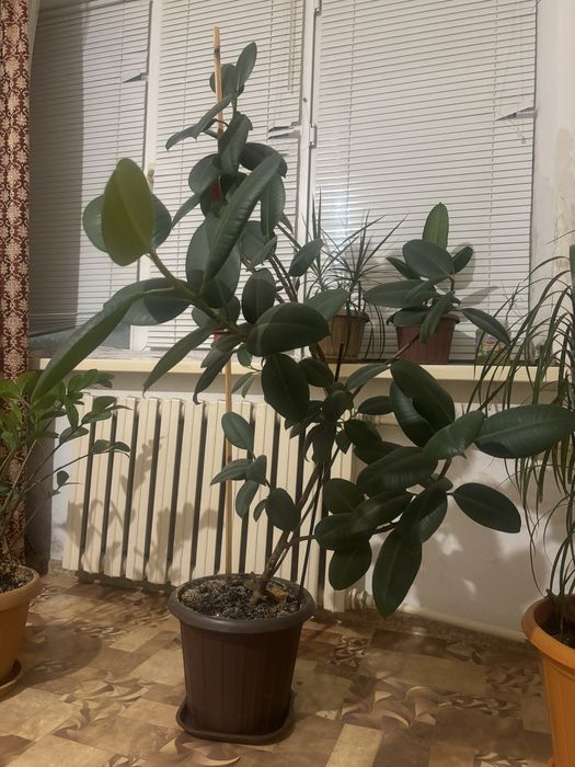 Цветы офисные фикус