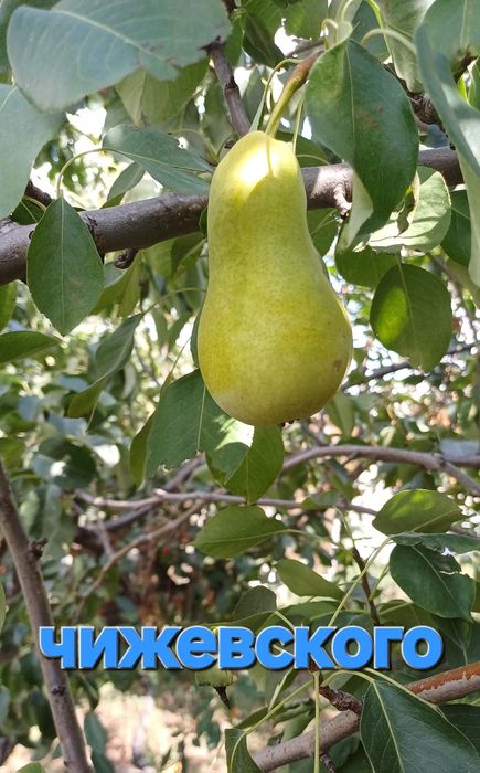 Продам саженцы яблони и груши