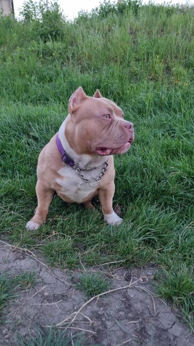 American bully pocket